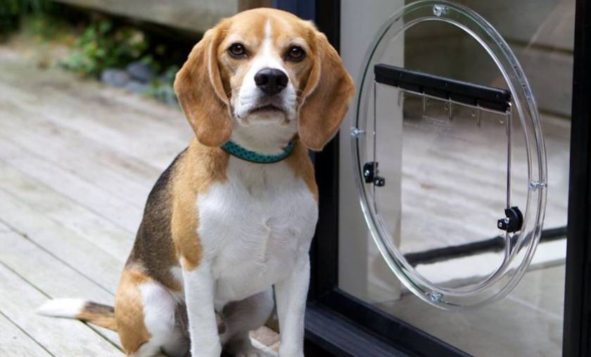 pet doors